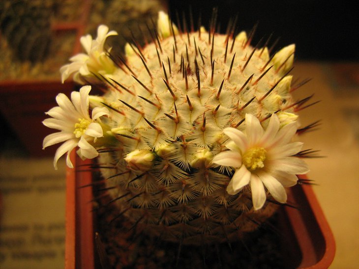 Mammillaria perezdelarosae