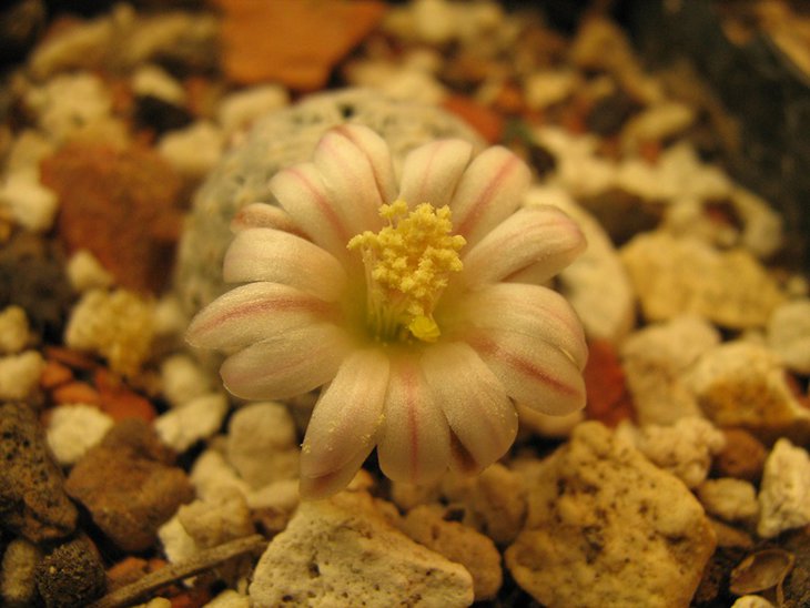 Mammillaria sanchez-mejoradae