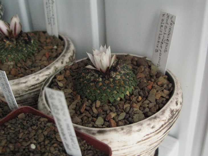 A.kotschoubeyanus v.albiflorus, раскрытие