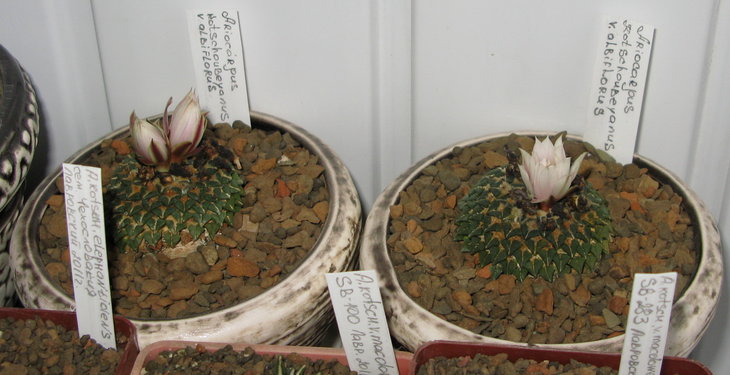 A.kotschoubeyanus v.albiflorus, бутоны