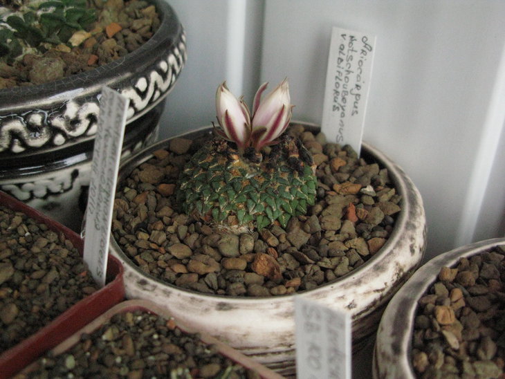 A.kotschoubeyanus v.albiflorus, бутоны