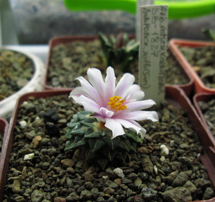 A.kotschoubeyanus v.albiflorus SB 1827, цветок