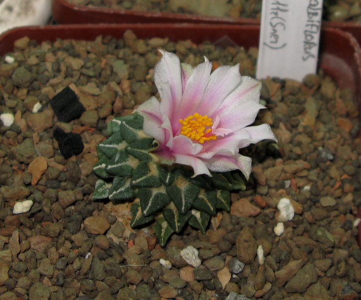 A.kotschoubeyanus v.albiflorus SB 1827, раскрытие