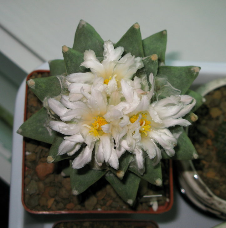 A.retusus ssp.scspharostroides VZD 125, цветки