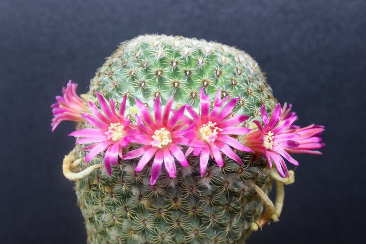 Mammillaria huitzilopochtli