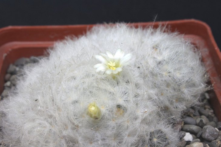 Mammillaria plumosa