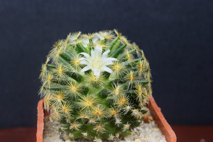Mammillaria schiedeana