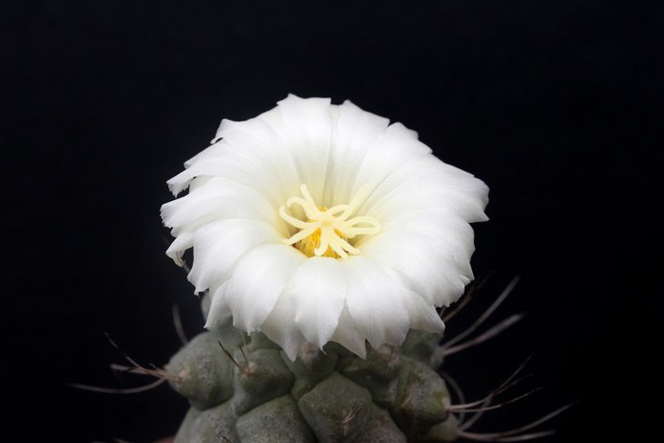 Strombocactus disciformis