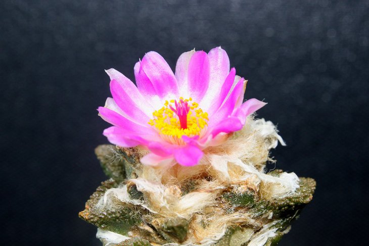 Ariocarpus bravoanus