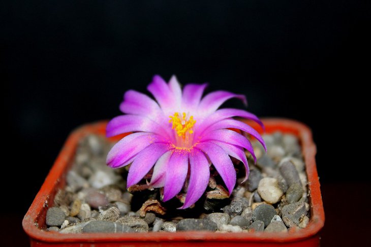 Roseocarpus kotschoubeuanus