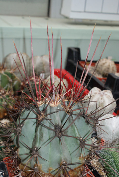 Fer. rectispinus
