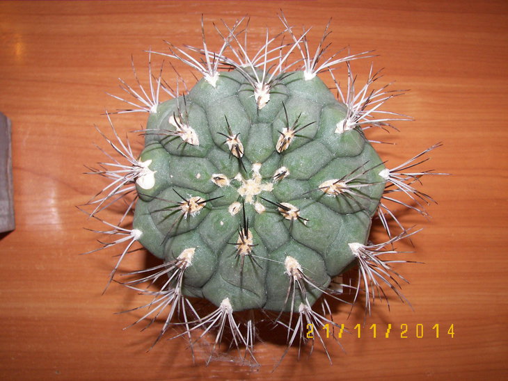 100_8333.JPG