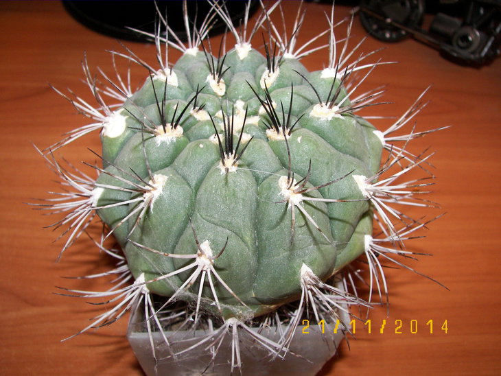100_8335.JPG