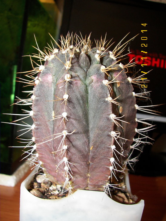 100_8337.JPG