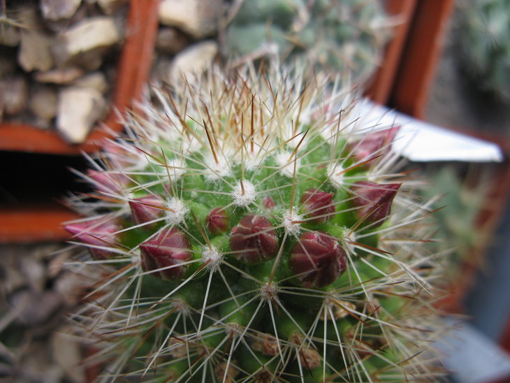 M.backbergiana