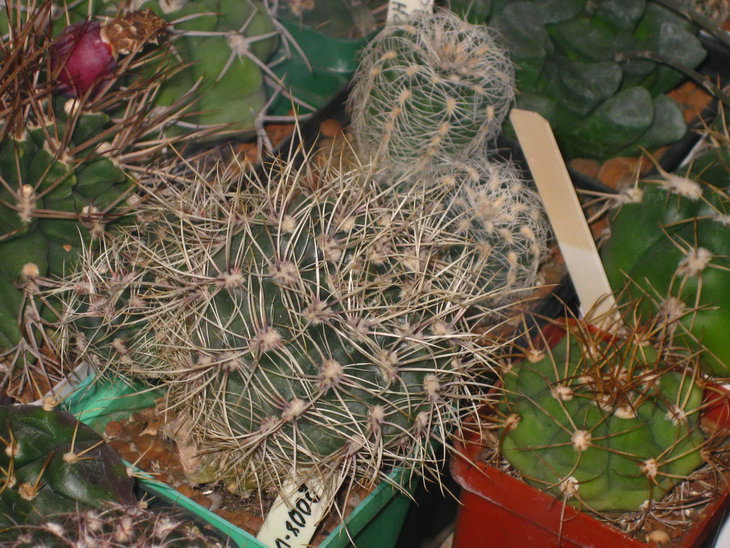 IMG_6916.JPG