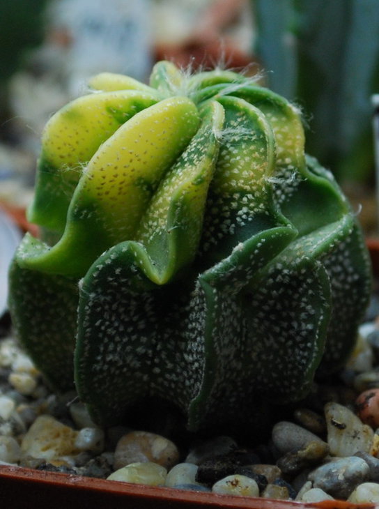 DSC_1491  A. cap. hybr..jpg