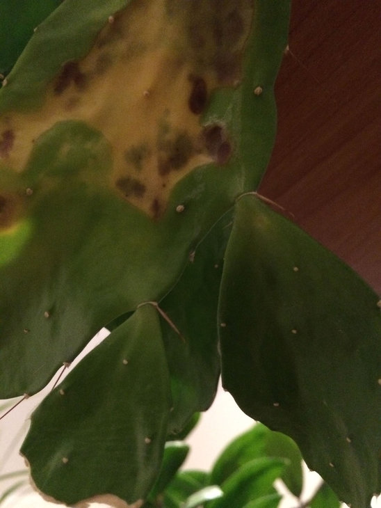Cactus1.jpg