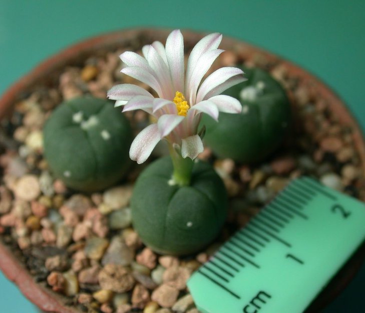 Loph Alberto-Vojtechii  in flower 31_12_11 16.JPG