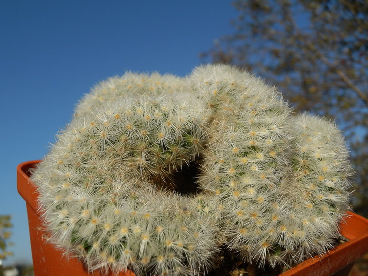 mammillaria carmenae albispina