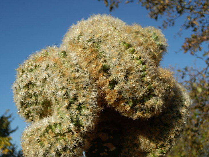 mammillaria carmenae