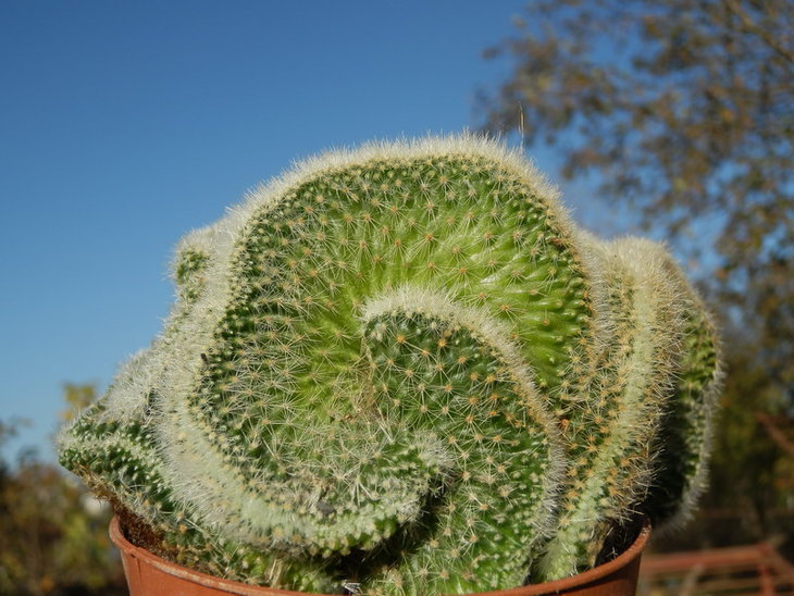 mammillaria nunezii