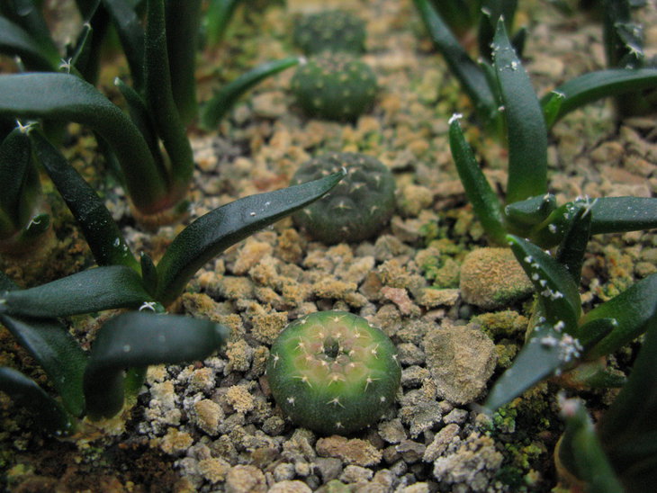 G. ragonesii, rose fl., R.Stanik.