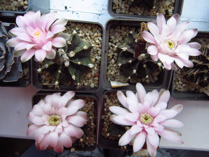 Gymnocalycium friedrichii