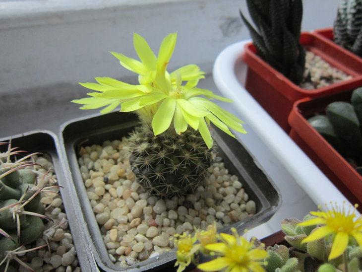 Parodia cardenasii