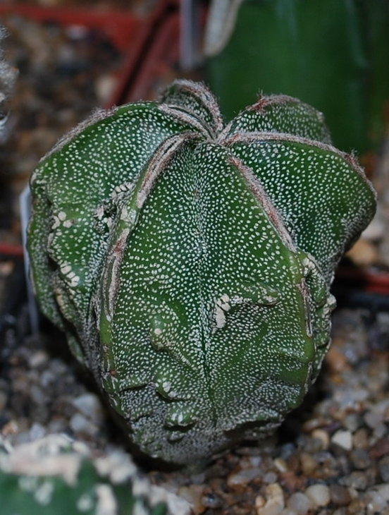 DSC_1526  A. myr. cv. Fukuryu.jpg