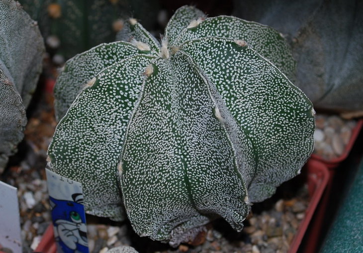 DSC_1476  A. myr. multicostatum.jpg