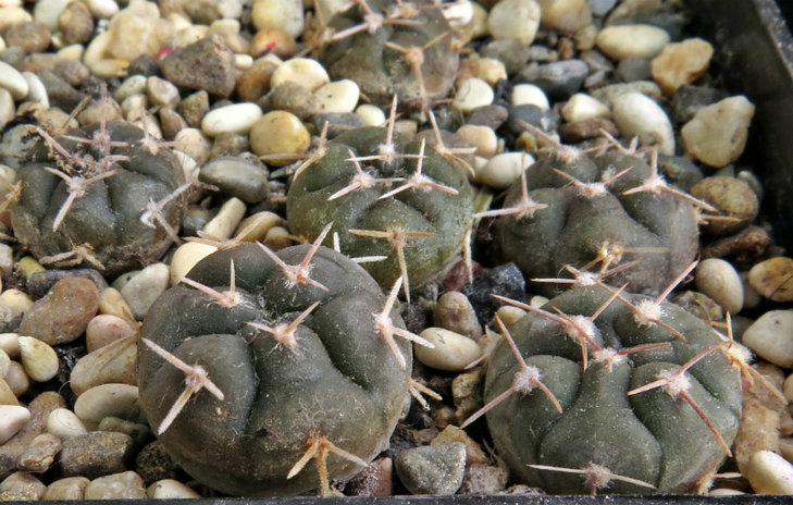 Gymnocalycium prochazkianum var.VG-1271