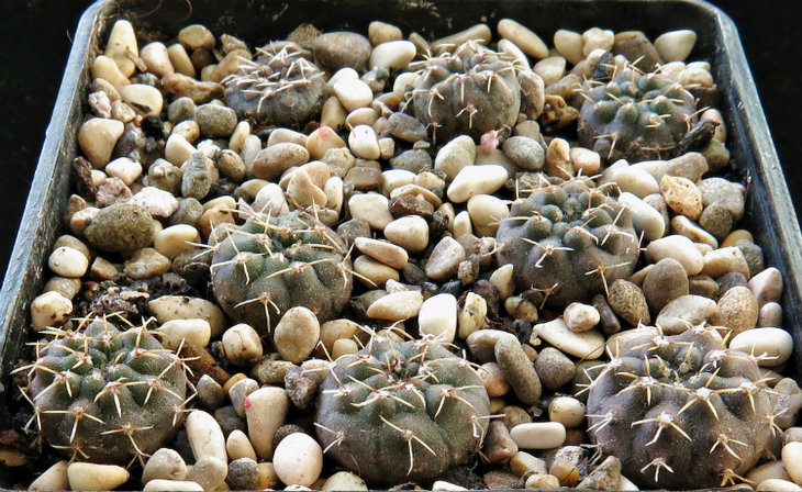 Gymnocalycium stellatum VG-284