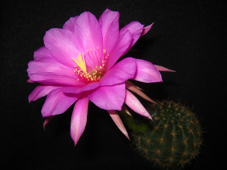 Pseudolobivia kermesina