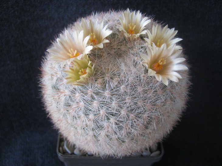 Mamillaria candida