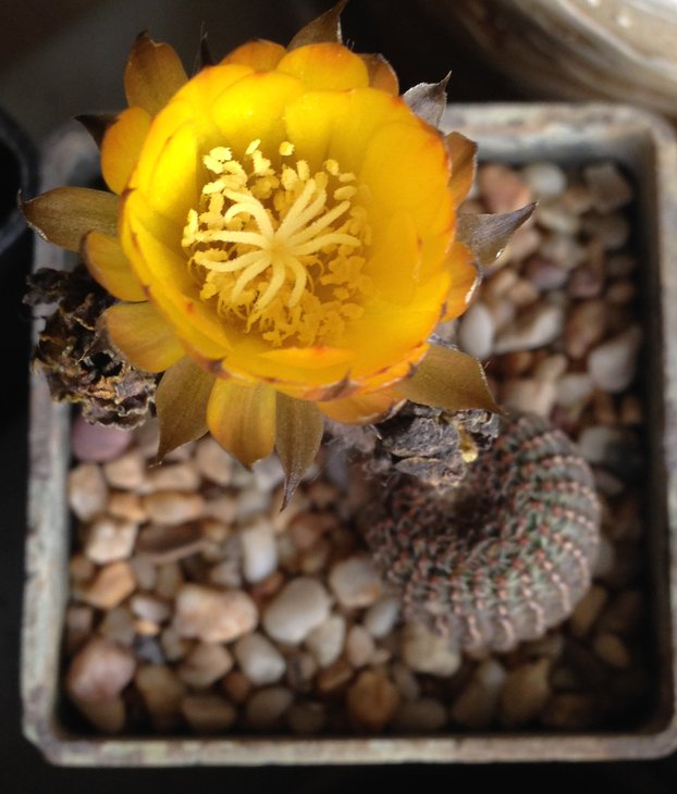 Reicheocactus pseudoreicheanus