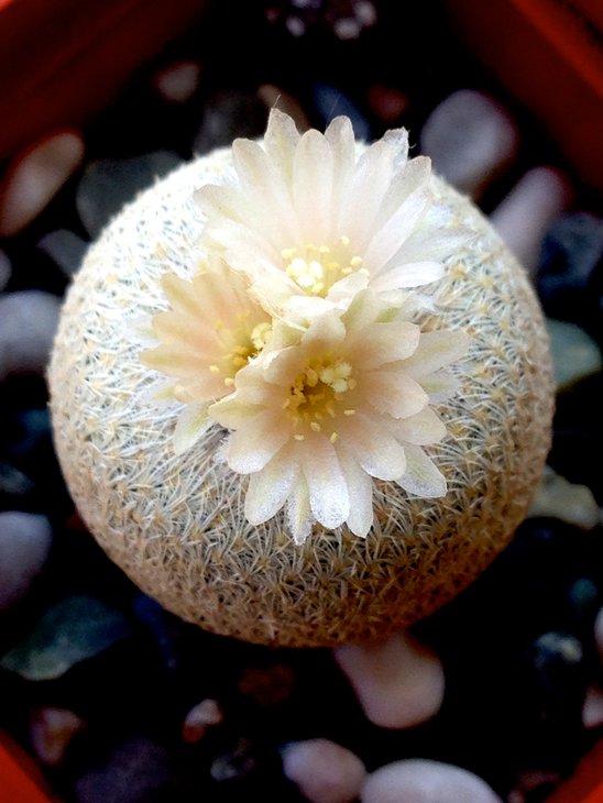 Epithelantha bokei
