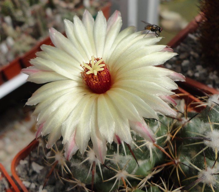 Coryphantha pallida