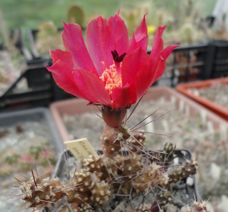 Maihueniopsis nigrispina