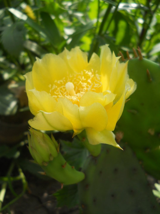 Opuntia sp.