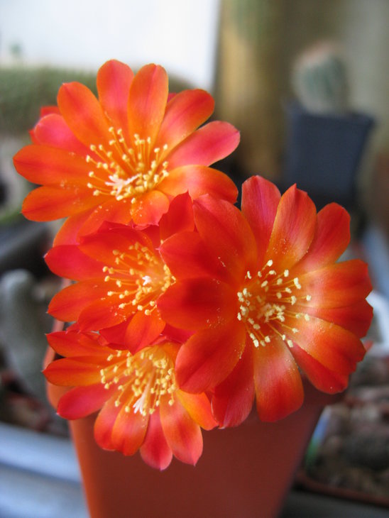 Rebutia sp.