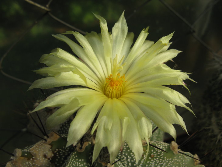 Astrophytum ornatum
