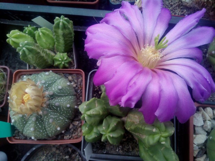 echinocereus viereckii subsp. morricalii