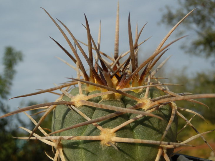 gymnocalycium armatum VOS 03-074