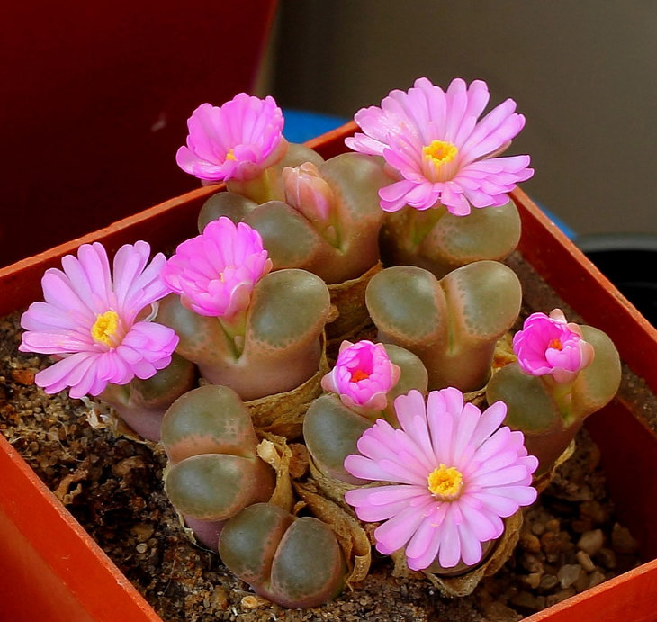 Ophthalmophyllum praesectum