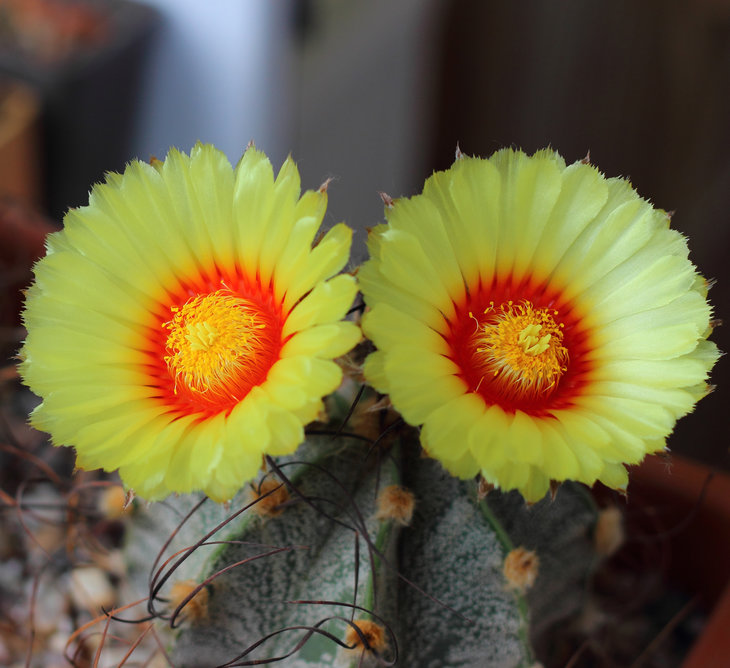 Astrophytum capricorne