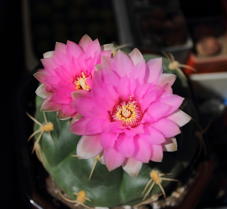 Gymnocalycium denudatum cv. 'Jan Shuba'