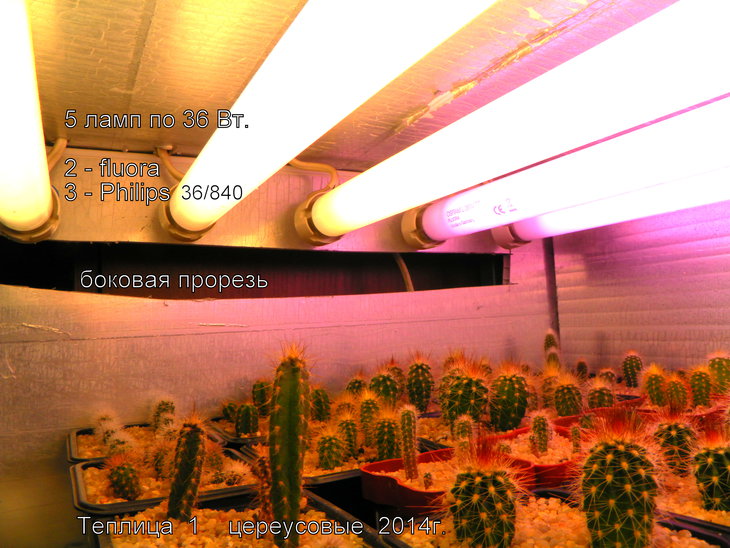 теплица 1 цереусове