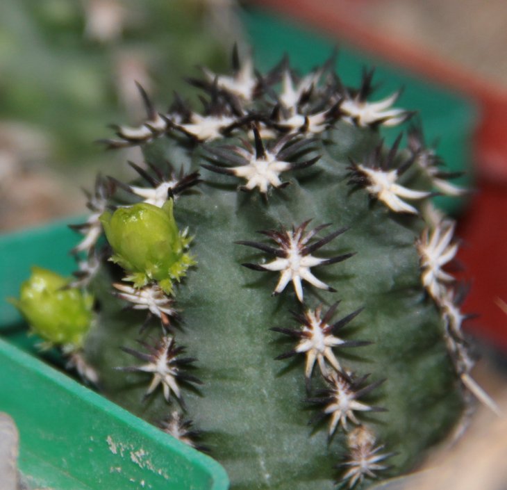 Echinocereus davisii brevispinus