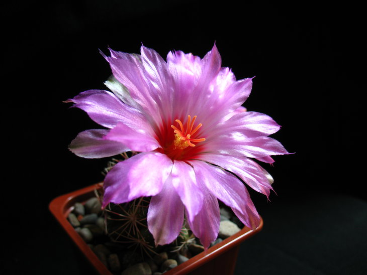 Thelocactus bicolor